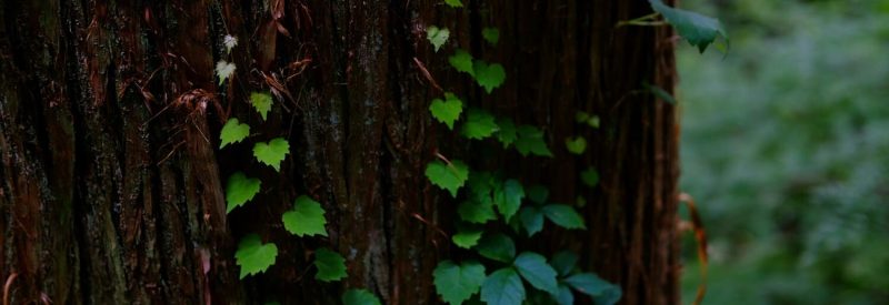 seiya-maeda-XsQWFRbfJp4-unsplash (1)